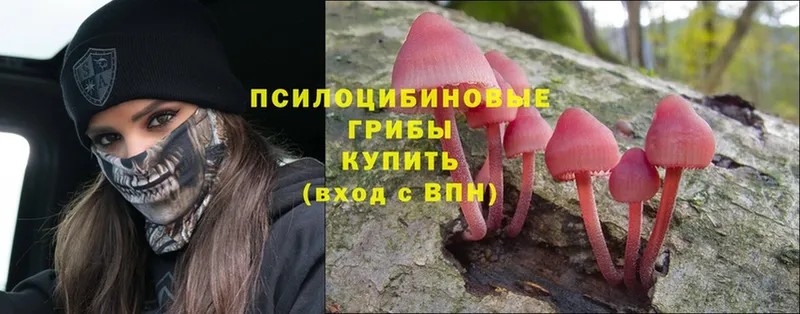 omg вход  Лермонтов  Галлюциногенные грибы MAGIC MUSHROOMS 